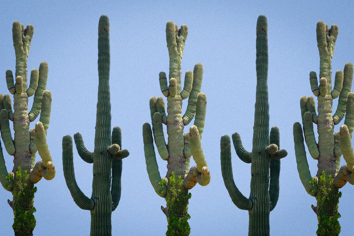 MARFA CURATED